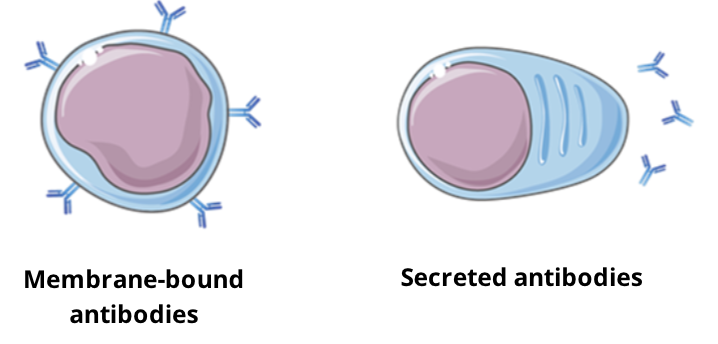 <ul><li><p>antibodies are produced by B cells and exist in 2 forms:</p></li></ul><ol><li><p>Surface antibodies: membrane bound on B cells, forming part of the B cell receptor (BCR)</p></li><li><p>soluble antibodies:secreted by B cells (plasmocytes) and circulate freely in the blood</p></li></ol><ul><li><p>one B cell will produce one specific antibody for one specific epitope</p></li></ul><p></p>