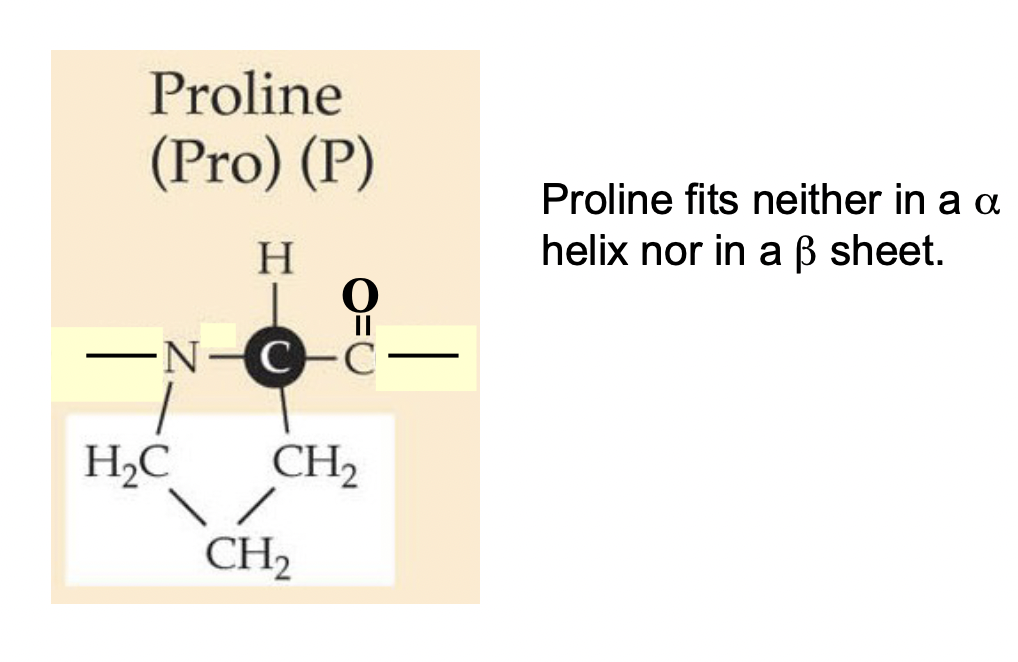 <ul><li><p>Never occurs in an alpha helix or beta pleated sheet</p></li><li><p>The side chain forms a ring structure by bonding to its “own” N</p></li><li><p>No H-bond can form between N and H, so no secondary structures can form</p></li><li><p>The N-C bond is in a ring so it cannot rotate and it causes a kink in the peptide</p></li></ul>