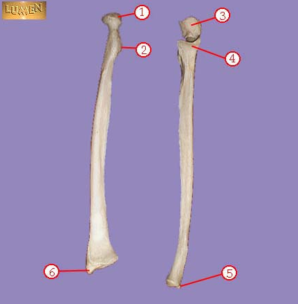 <p><span>Identify bone marking number 1.</span></p>