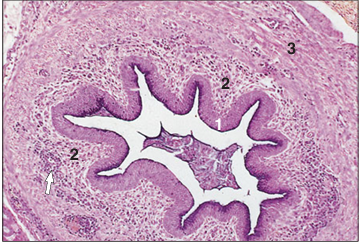 <p>Identify the structure:</p><p>Specie:</p><p>Parts:</p><p>1.__ 2.__ 3.__ </p><p>Stain used:</p>