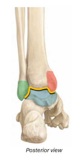 <p>Yellow / blue / red / green of <strong>talocrural joint</strong></p>