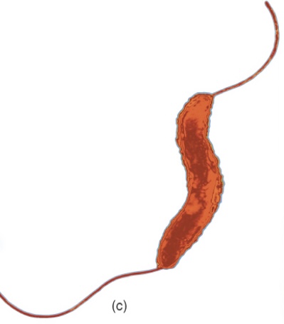 <p>One or more flagella on both ends of the cell</p>