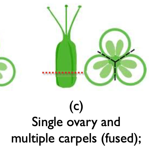<p>F. Some flowers have single ovary and multiple fused carpels.</p>