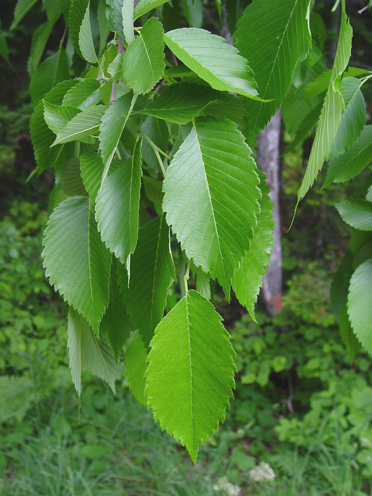 <p>American elm</p>