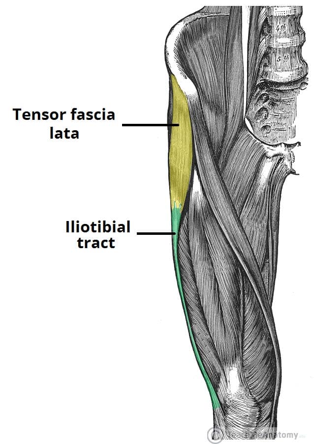 <p>Location:</p><ul><li><p>thigh</p></li><li><p>proximal anterolateral thigh</p></li><li><p>between the superficial and deep fibers of the iliotibial (IT) band</p></li></ul><p></p><p>Function:</p><ul><li><p><strong>accessory knee flexor</strong></p></li><li><p>stabilize the hip and knee joints</p></li><li><p>assist in hip flexion and abduction</p></li></ul><p></p>