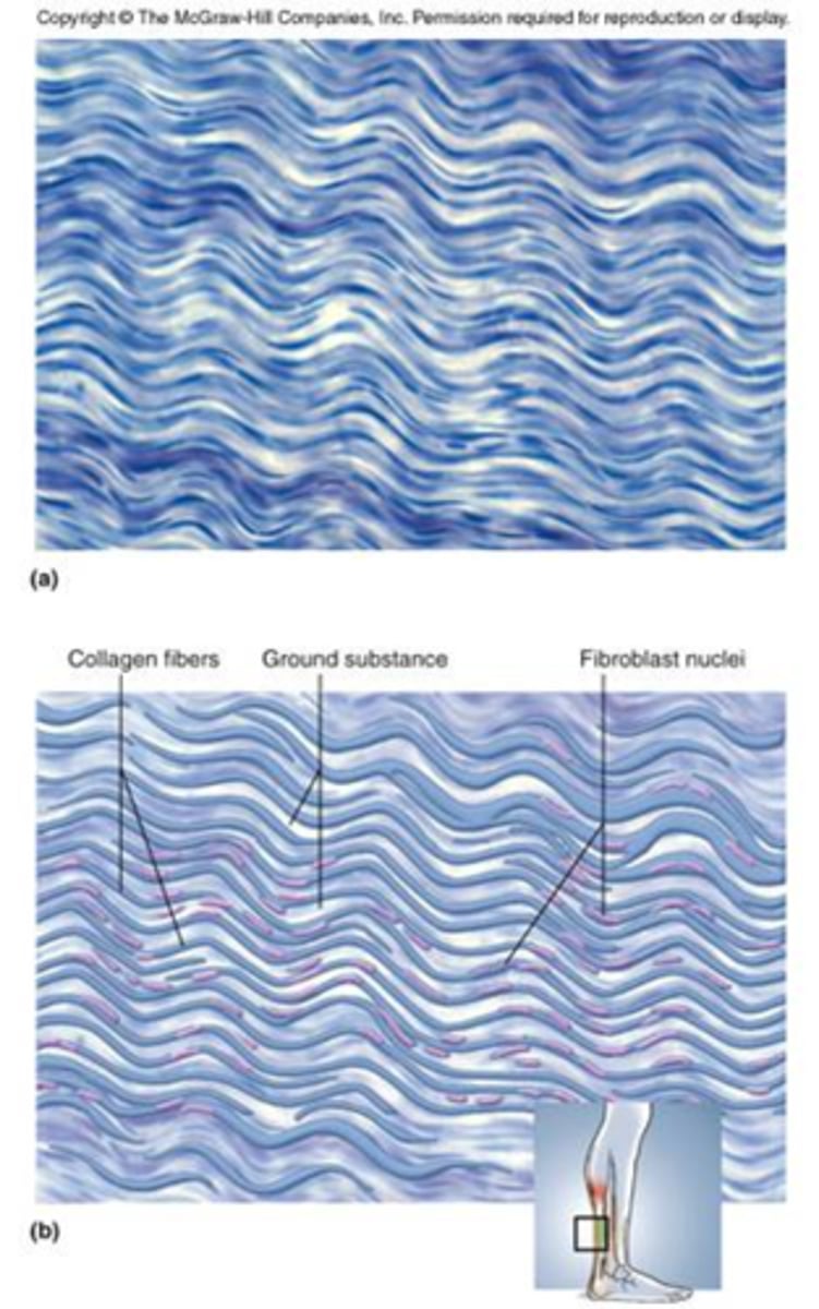 <p>Made up primarily of collagen fibers that are densely packed and run parallel to each other.</p><p>Attaches muscles to bones or to muscles; attaches bones to bones; withstands great tensile stress when pulling force is applied in one direction</p><p>This is found where you need strength in 1 plane – ex. Tendons, ligaments</p>