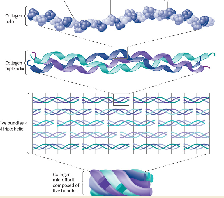 <p>What protein is this? Structural and functional characteristics?</p>
