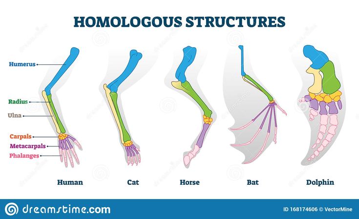 <p>are anatomical features that share a common origin but may serve different functions in different species. </p>