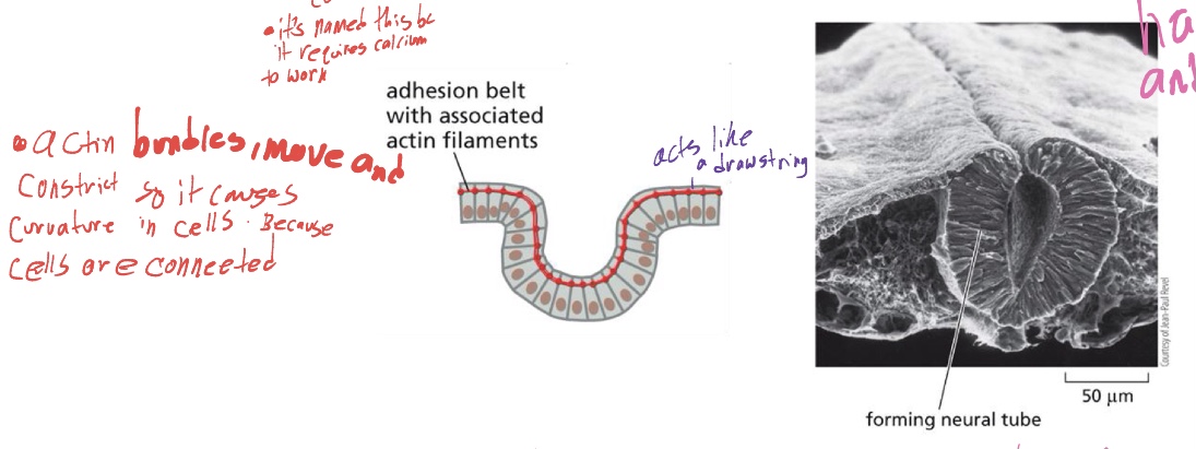 <p>as actin filaments move, so do the cells, causing it to bend and things. </p>