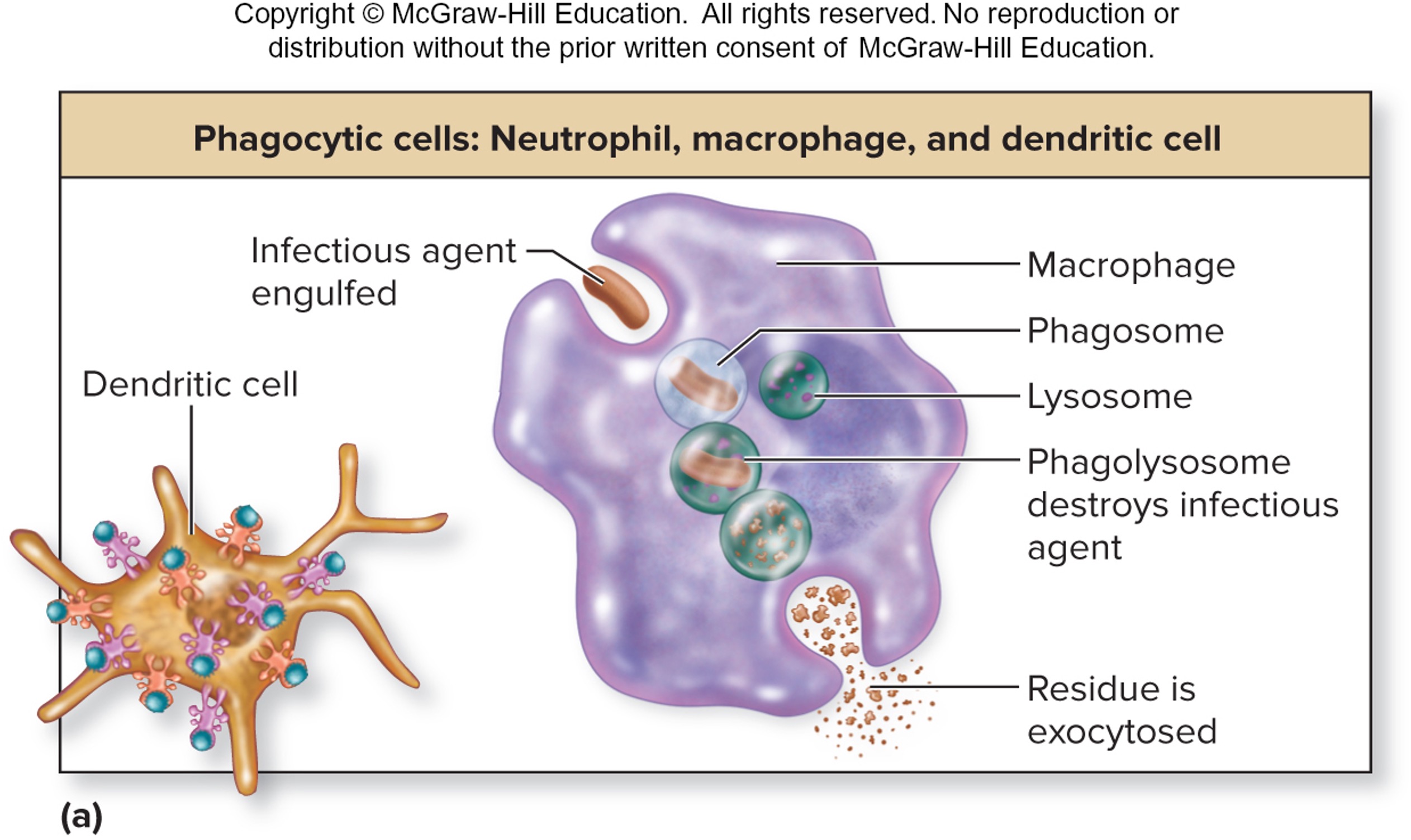 <p>destroy particles and then present fragments so that the specific immune cells (e.g., T lymphocytes) can learn and kill that pathogens</p><ul><li><p>basically the post office that show the FBI most wanted list</p></li></ul><p></p>