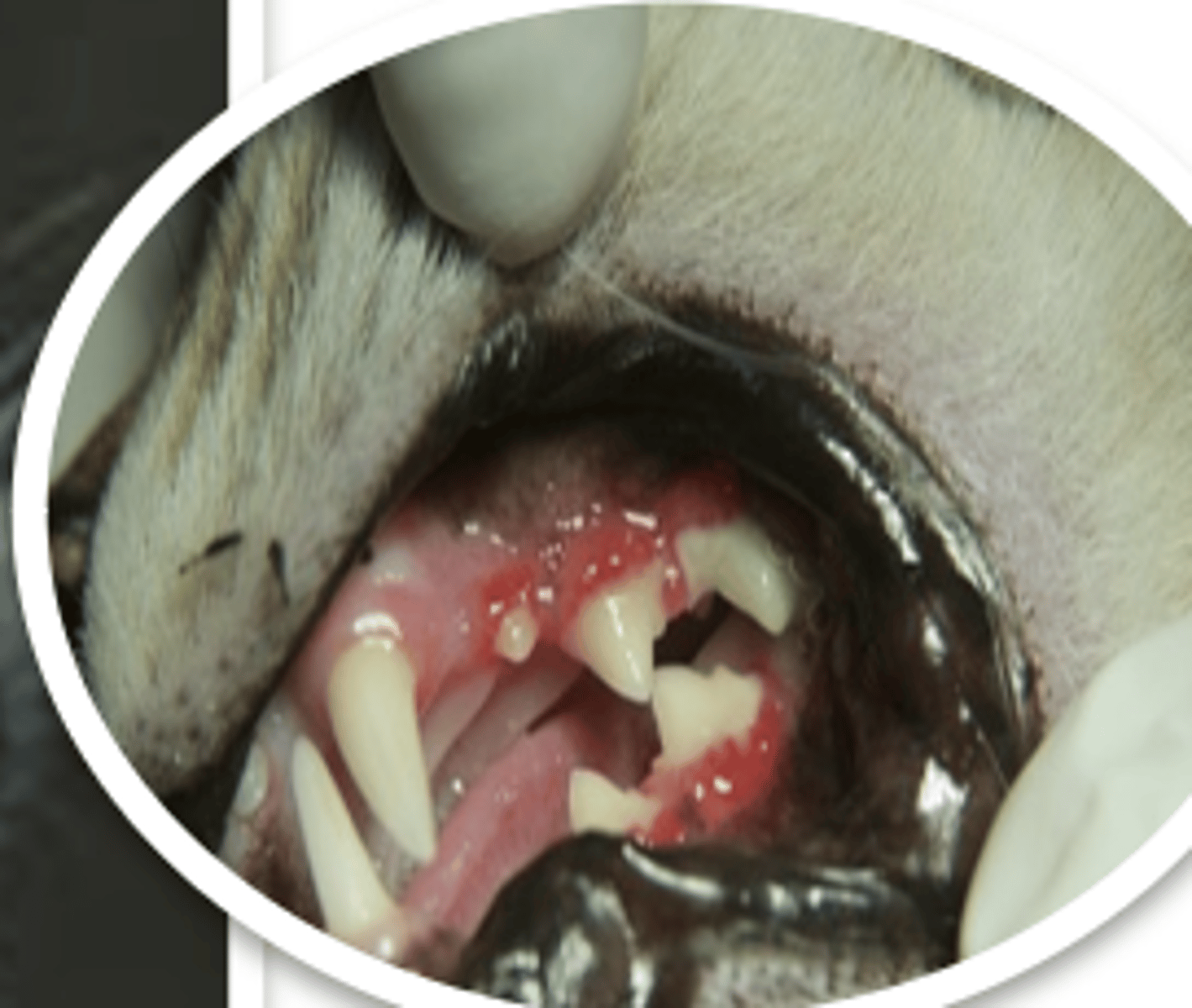 <p>what problem does this animal have?</p>