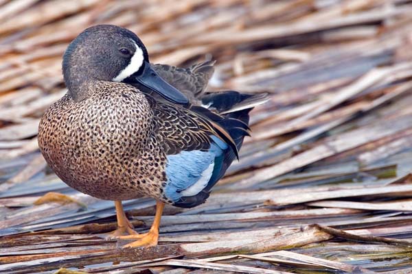 Blue-winged Teal