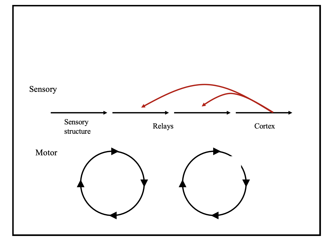<ul><li><p><strong>sensory</strong>→ linear chain</p><ul><li><p>several relays (with feedback)</p></li></ul></li><li><p><strong>motor</strong>→ loops</p><ul><li><p>hierachy that generates outputs than in turn generate inputs</p><ul><li><p><strong>‘Re-afference’</strong></p></li></ul></li><li><p>To study→ must break the loop and analyse parts individually</p></li><li><p>(at the same time as recognising how they act co-operatively)</p></li></ul></li></ul><p></p>