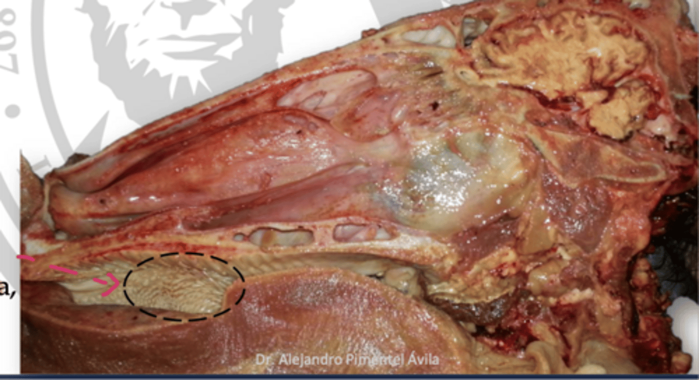 <p>what is circles in this image w/in the buccal vestible</p>