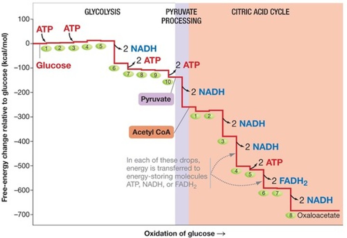 <p>is reduced as glucose is oxidized</p>