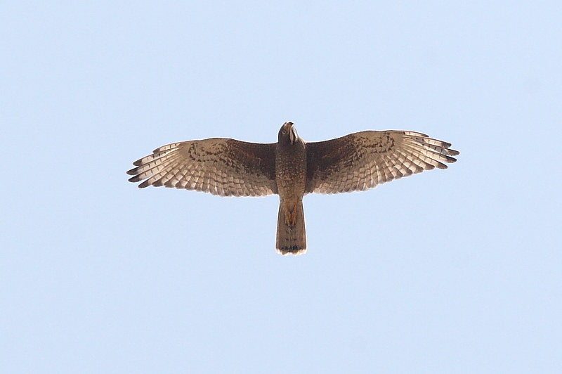 <p>White Eyed Buzzard</p>