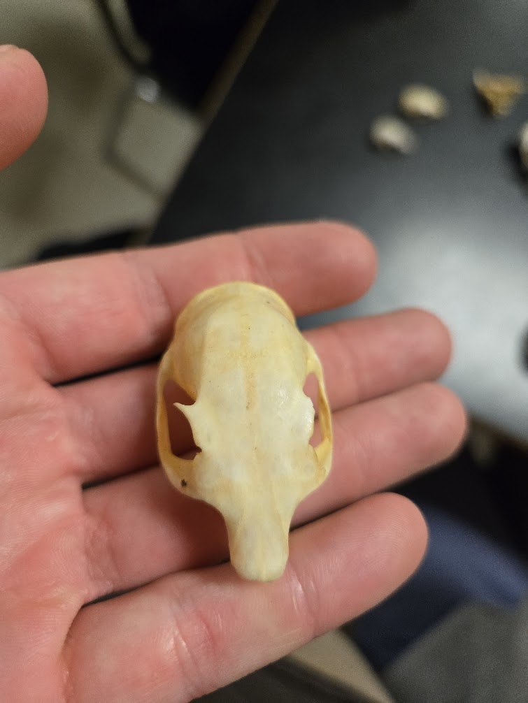 <p>1 0 1 3, 20 total<span><span><br></span><span>Smaller than gray or fox squirrel</span><span><br></span><span> missing 1st premolar</span><span><br></span><span> short stubby nose compared to longer tapered nose of chipmunk, gray & fox</span></span></p><p><span> Pointed muzzle</span><span><br></span><span> Large eye</span><span><br></span><span> Eyes to the side</span><span><br></span><span> Distinct postorbital process</span><span><br></span><span> Rounded skull</span><span><br></span><span> Orange/white incisors</span><span><br></span><span> No canines</span></p>