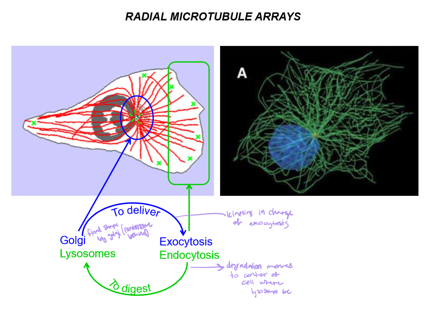 <p>Kinesins - In charge of exocytosis from Golgi (in center of cell) to extracellular space</p><p>Dynein in charge of endocytosis from endosome to lysosomes (in center of cell)</p>