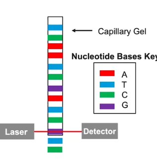 <p>DNA Sequencing </p>