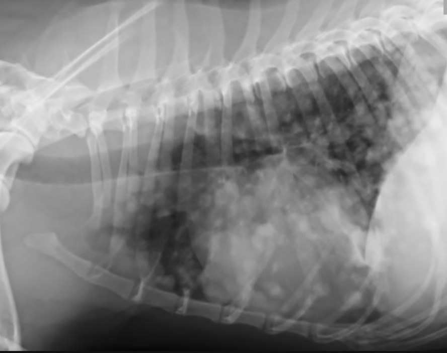 <p>lungs (65%)</p><p>liver (50%)</p><p>omentum</p><p>peritoneum</p><p>most common tumor to metastasize to brain in dogs</p>