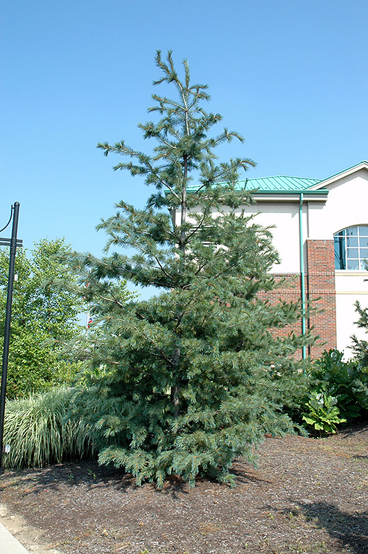 <p>Southwestern White Pine</p>