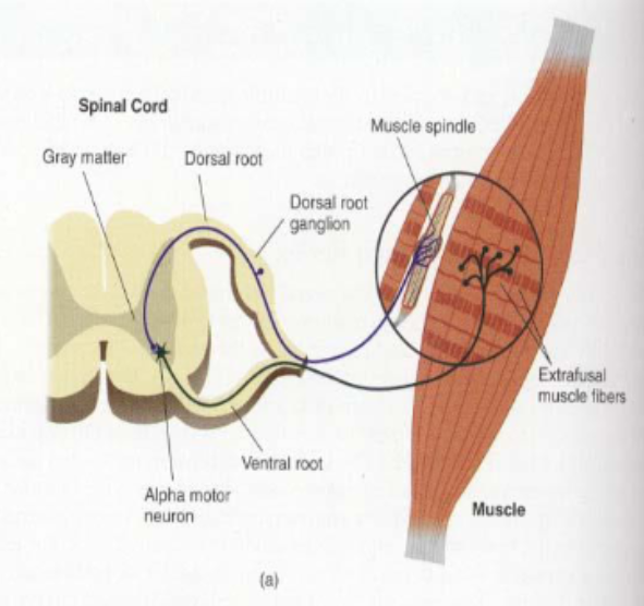 <p>What is the stretch reflex?</p>