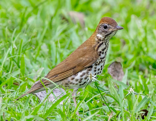 <p>Wood Thrush</p>