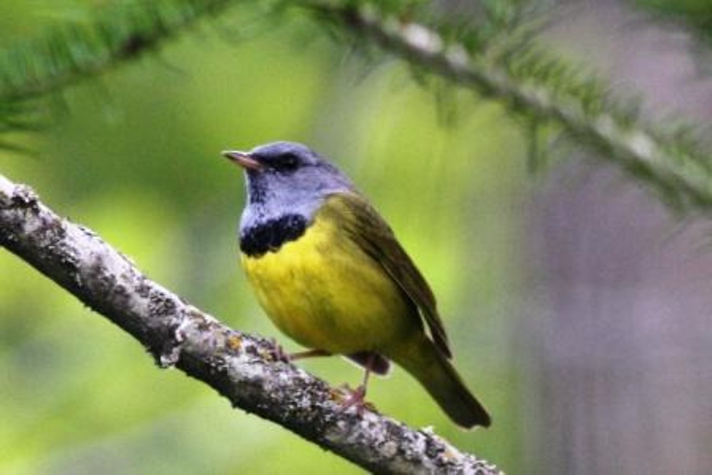 <p>Passeriformes Parulidae</p>