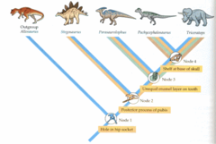 -classifies organisms based on common ancestry