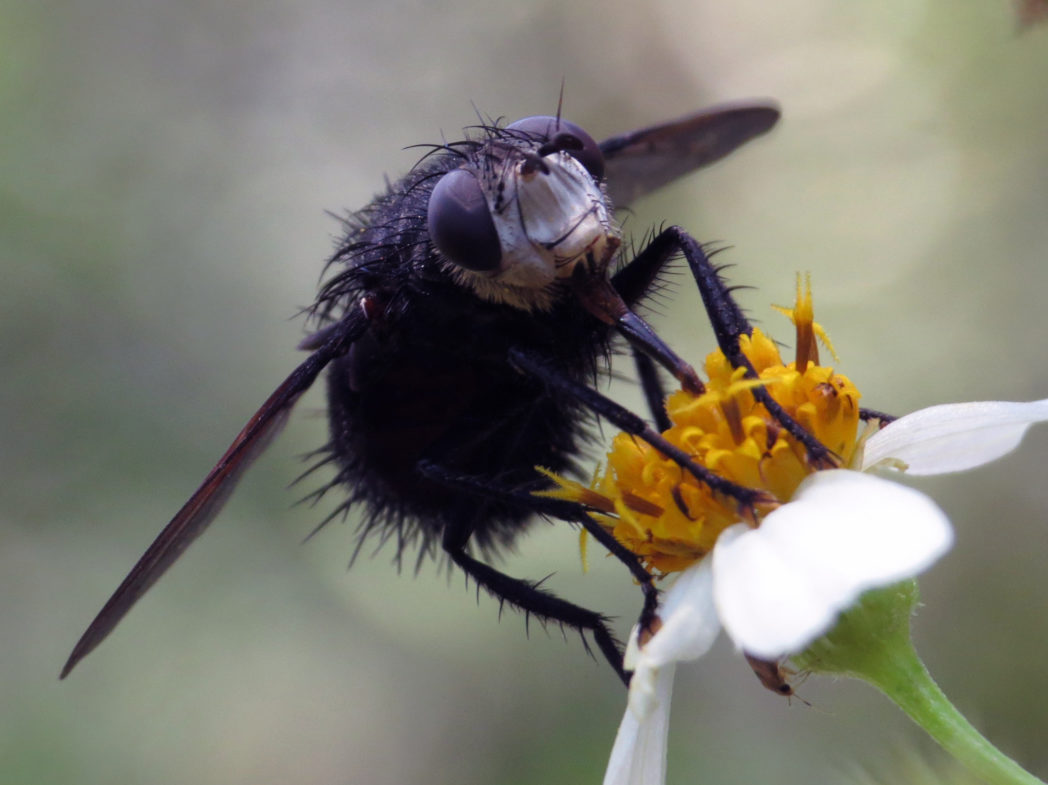 <p>Order Diptera: Tachinidae: Tachinid flies</p>