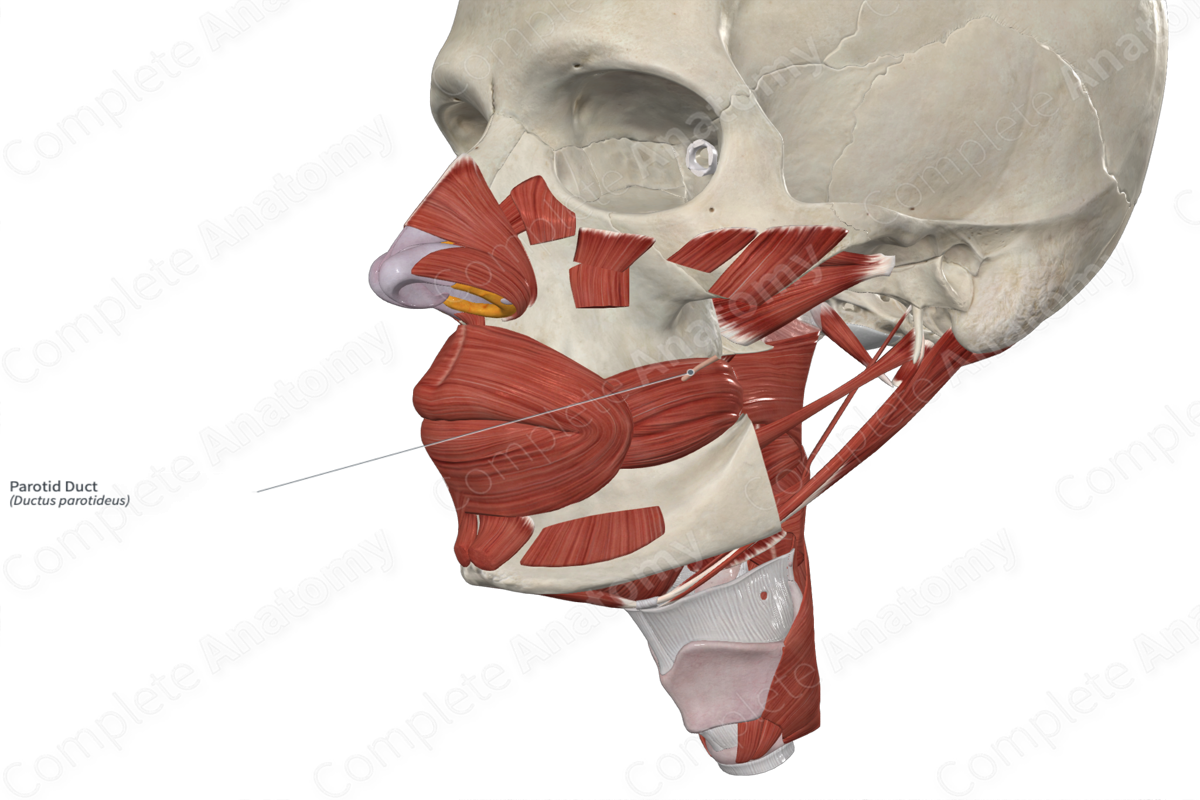 <p>Pierces buccinator</p>