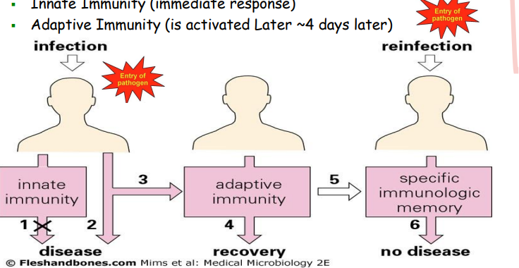 <p>innate and adaptive immunity working together to first eliminate pathogen and remember pathogen</p><p>they need each other to work, they cannot work separately</p><p>innate immunity is the immediate response</p><p>adaptive immunity is activated approx 4 days later</p>