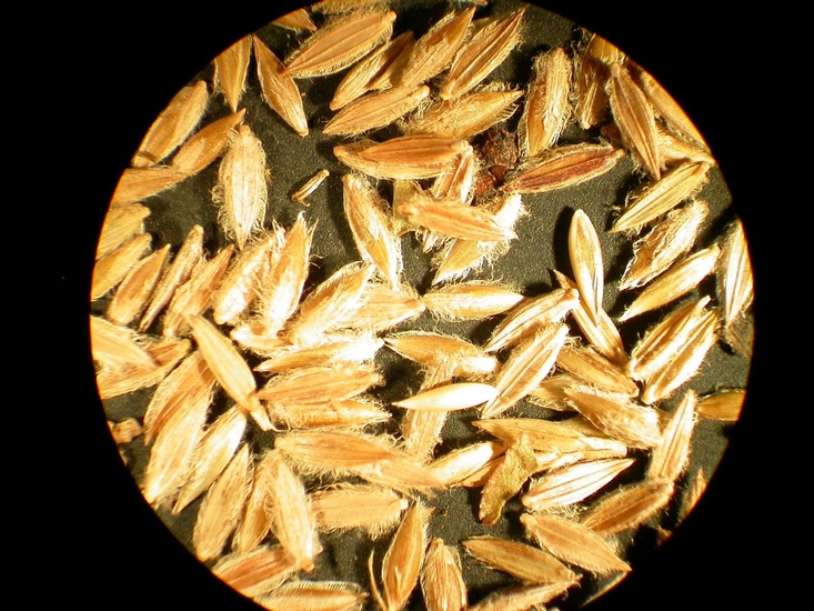 Digitaria sanguinalis
