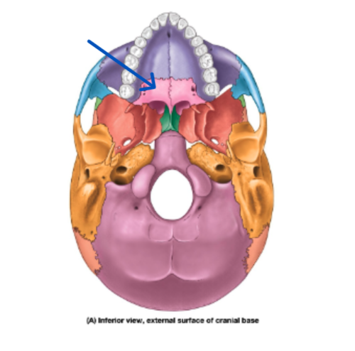 knowt flashcard image