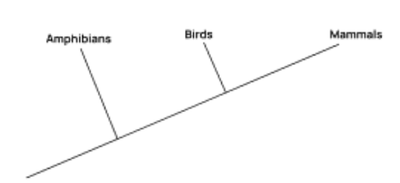 <p>Amphibians are the out group, Birds and mammals are closer, or creating a clade</p>