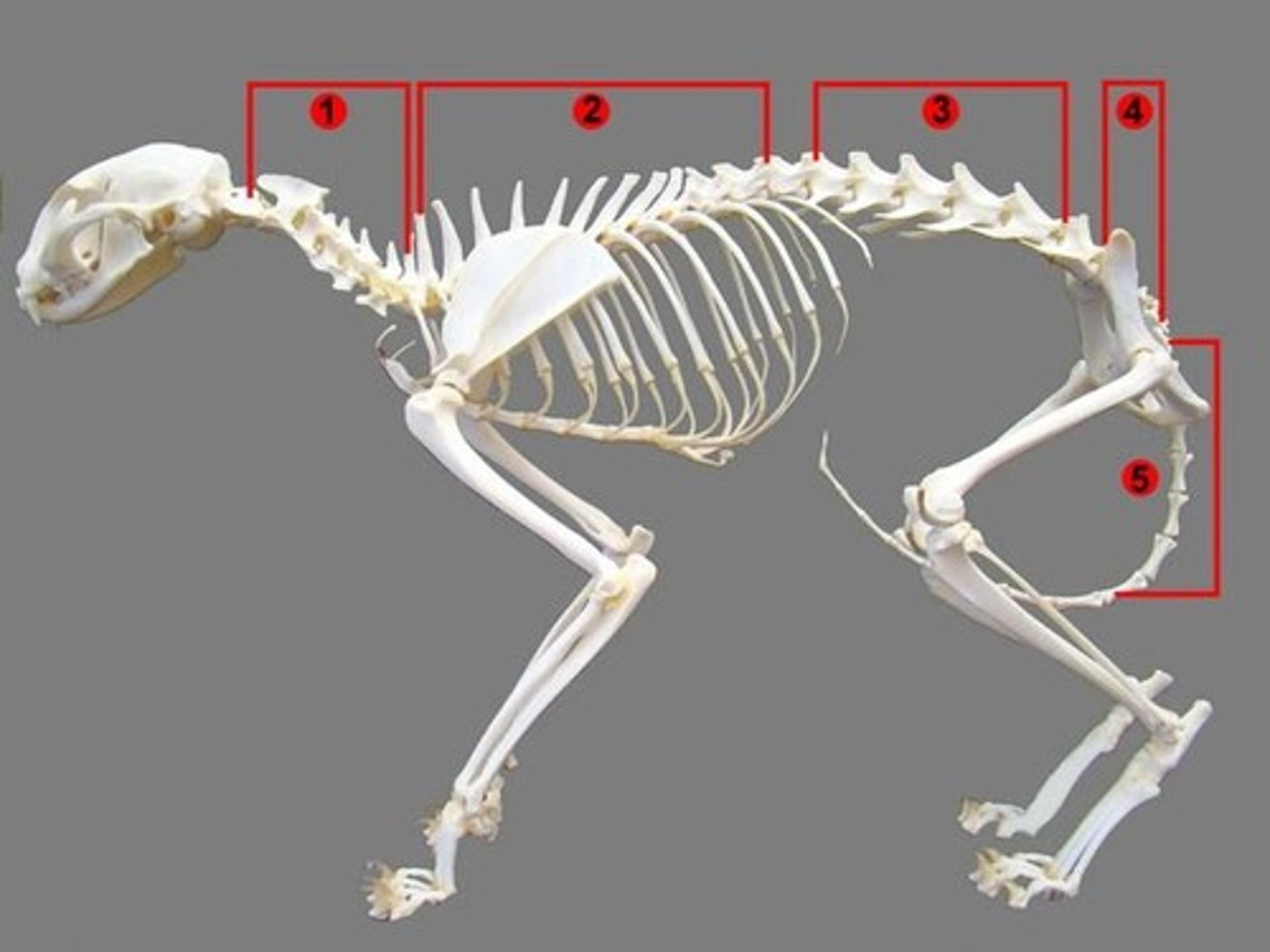 <p>3 fused</p>