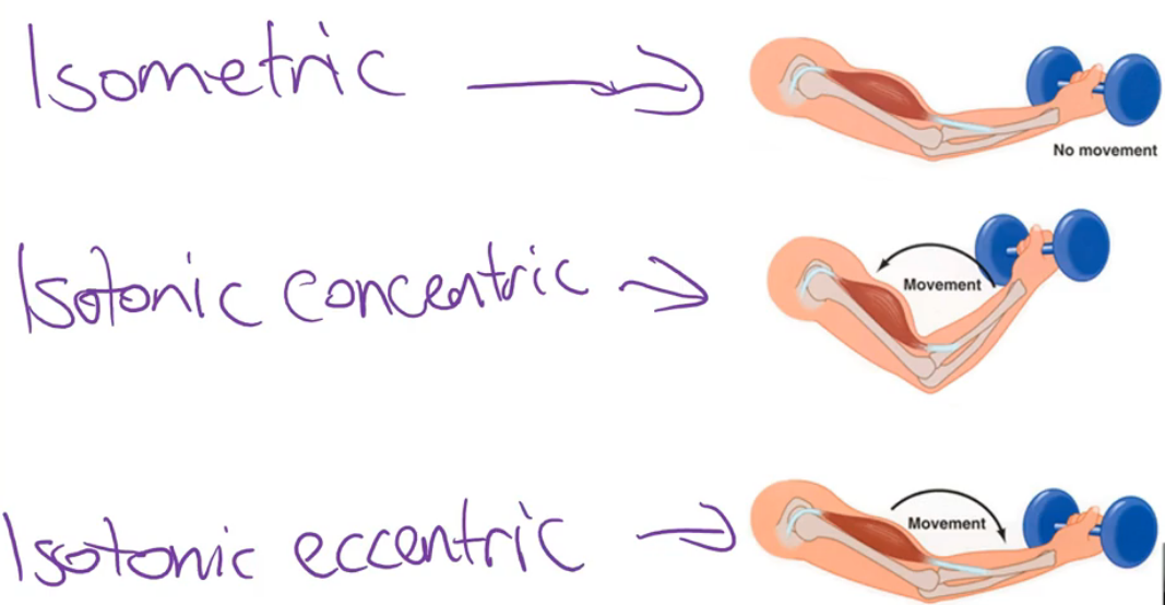 <ul><li><p>Muscles can activate to <strong>move joints or stabilise joints</strong>. To achieve these functions, a muscle activates (contracts) in one of three ways:</p><ul><li><p><strong>Isometric activation</strong> - the muscle stays the same length as it activates</p></li><li><p><strong>Isotonic concentric activation</strong> - the muscle shortens as it is activated</p></li><li><p><strong>Isotonic eccentric activation</strong> - the muscle lengthens as it is activated</p></li></ul></li></ul><p></p>