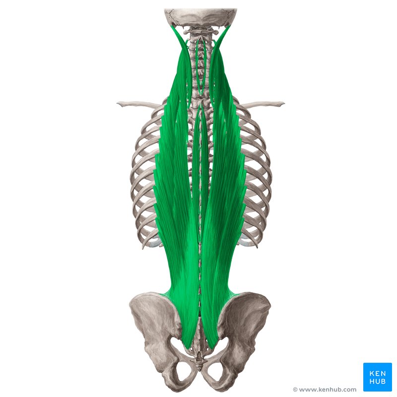 <p>Extends and laterally flexes the back, maintains correct posture and curvature of the spinal column.</p>