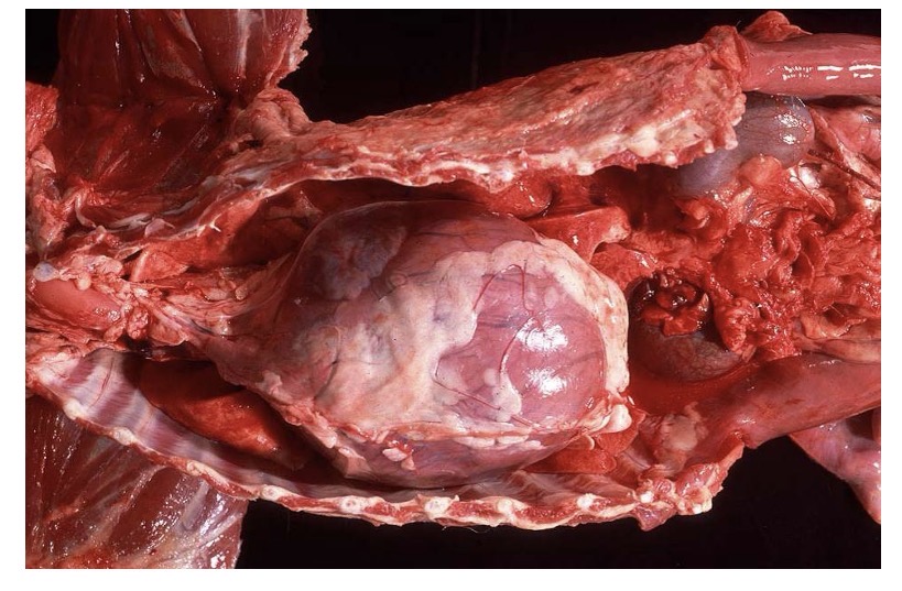 <p>clear, viscous pericardial fluid </p>