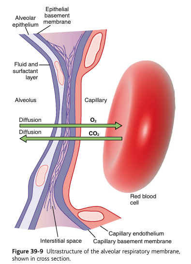 <p><strong>II. STRUCTURE OF THE RESPIRATORY MEMBRANE</strong></p><p>Gas must cross:</p><p>1) fluid surfactant layer</p><p>2) Alveolar epithelium (Type I pneumocytes)</p><p>3) epithelial basement membrane</p><p>4) interstitial space</p><p>5) capillary basement membrane </p><p>6) capillary endothelium</p><p>7) red blood cell</p><p>epithelium “epi”: top, the “layer that lies on top of the surface” </p><p>IMPORTANT NOTE: Basement membranes are usually <strong>fused</strong> </p><p>In ~90% of the alveolar surface:</p><ul><li><p>the <strong>alveolar epithelial basement membrane</strong></p></li><li><p>is fused with the <strong>capillary endothelial basement membrane</strong></p></li></ul><p>→ making the diffusion barrier <strong>extremely thin (~0.2–0.6 μm)</strong><br>This is why diffusion is so fast in healthy lungs.</p><p>Thin membrane + large surface area = rapid diffusion</p>