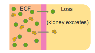 <p>The total-body content of Na+ is the main osmotic constituent of ECF</p>