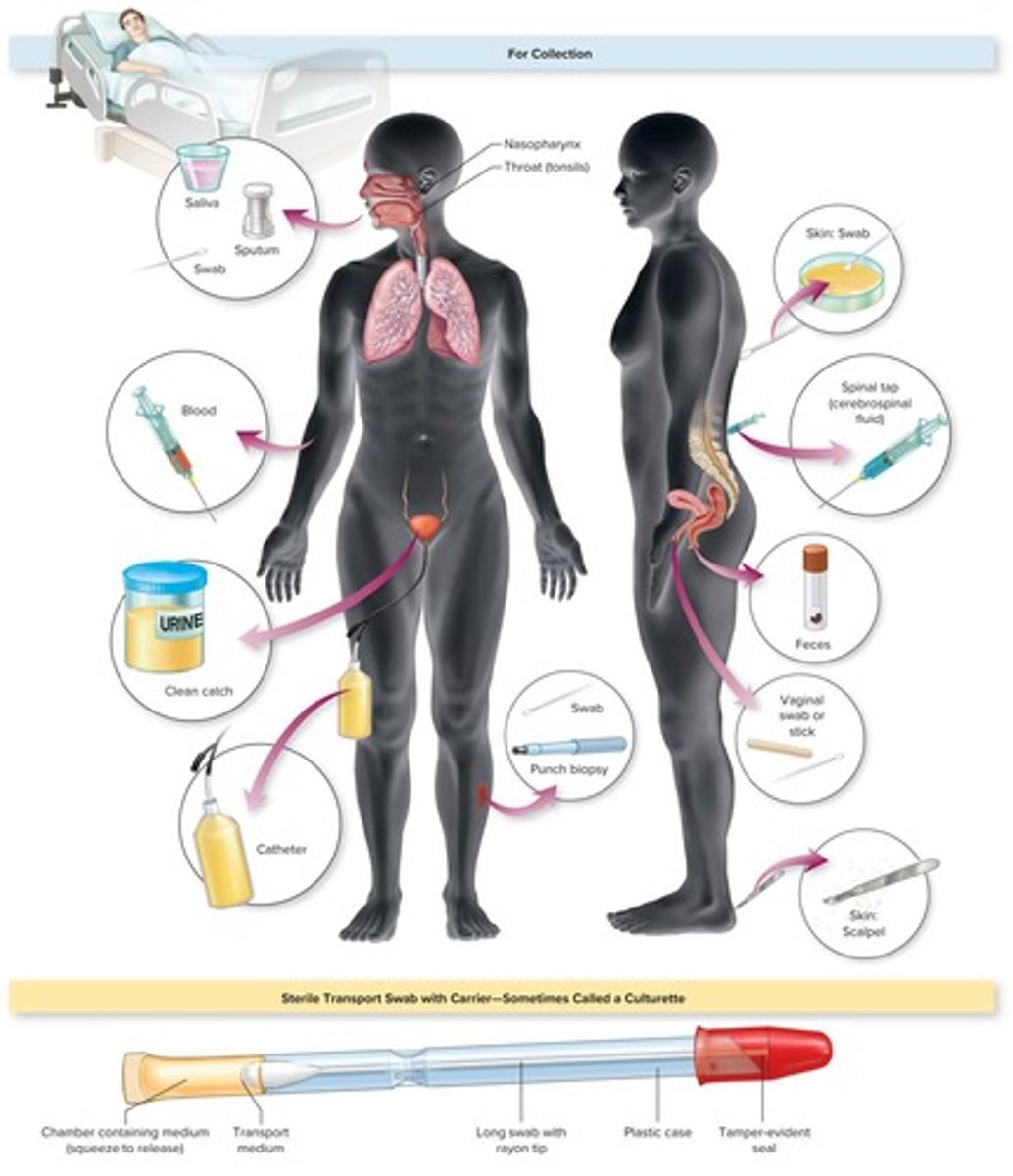 <p>Saliva, sputum, swabs, spinal tap, feces, urine, and blood.</p>