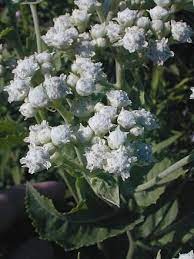 Wild Quinine