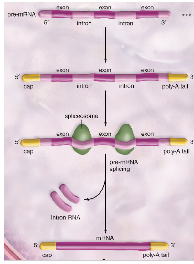 <p>The ______ contain(s) the information for the structure of the protein. There is a hint in the image above.</p><ul><li><p></p></li></ul><p></p>