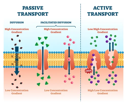 <p>It requires energy/ATP, and moves material from low to high concentration against concentration gradient. Movement of chemicals in and out of cell requires ATP e.g. sodium potassium pump, 3Na+ pumped in for every 2K+ pumped out, created membrane potential. </p>