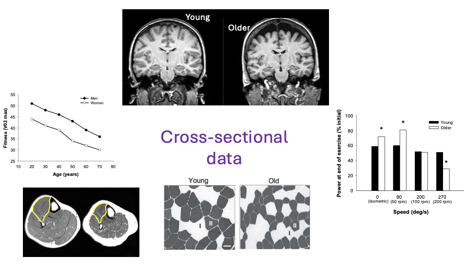 <p>cross sectional- not tracking a person over over time, they are diff groups of people of different ages</p>