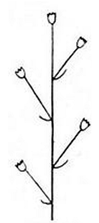 <p>unbranched, elongated inflorescence with pedicellate flowers</p>