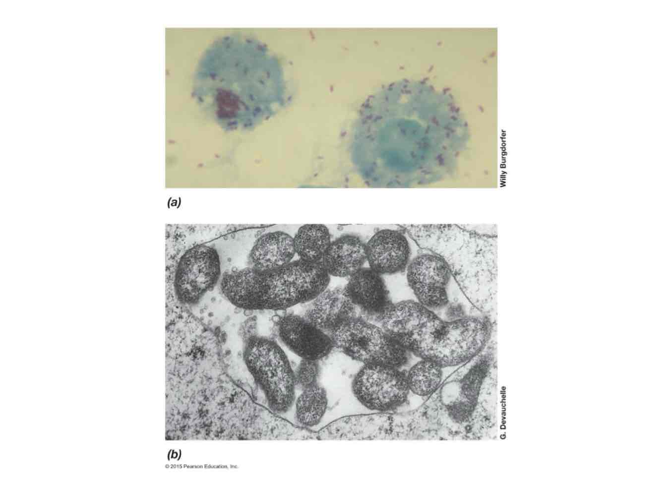 <ul><li><p>Either pathogenic or non-pathogenic.</p></li><li><p>Metabolically diverse.</p></li></ul>