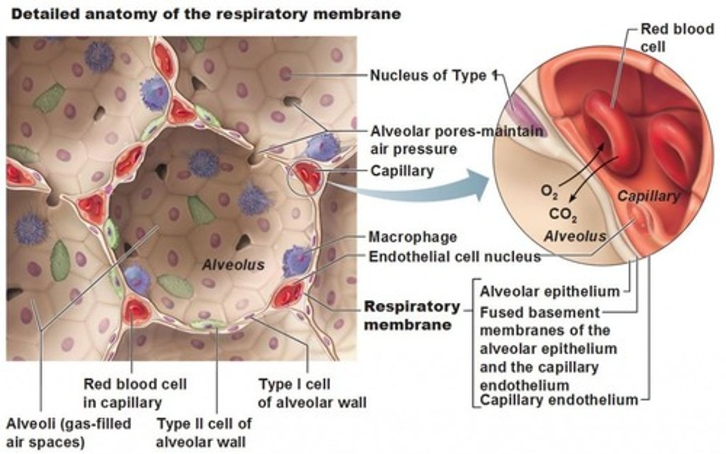 <p>what is alveolar type 1</p>