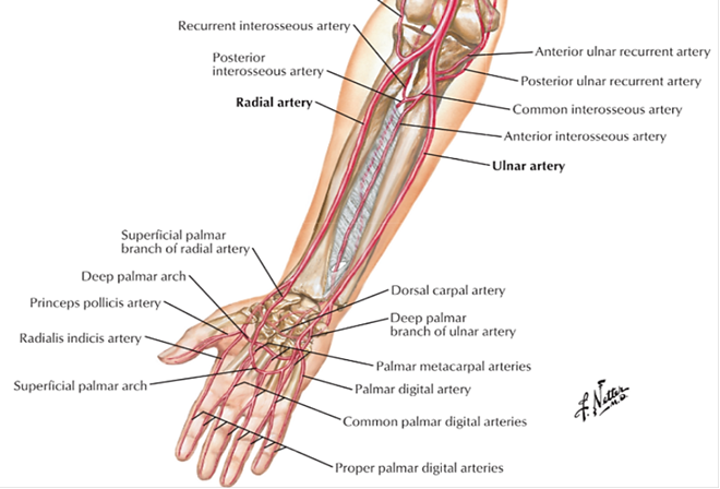<p>From the *Common interosseous (ulnar branch)* → runs with PIN in the deep extensor compartment.</p>